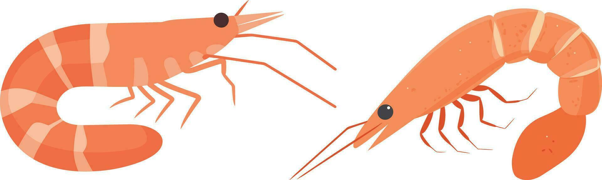 Shrimp drawing flat vector illustration, white background , isolated , illustration minimal flipart