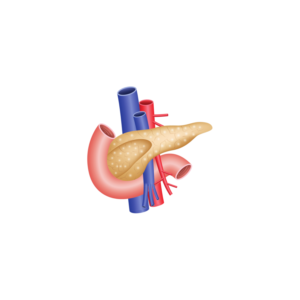 páncreas humano cuerpo agudo ai generativo png