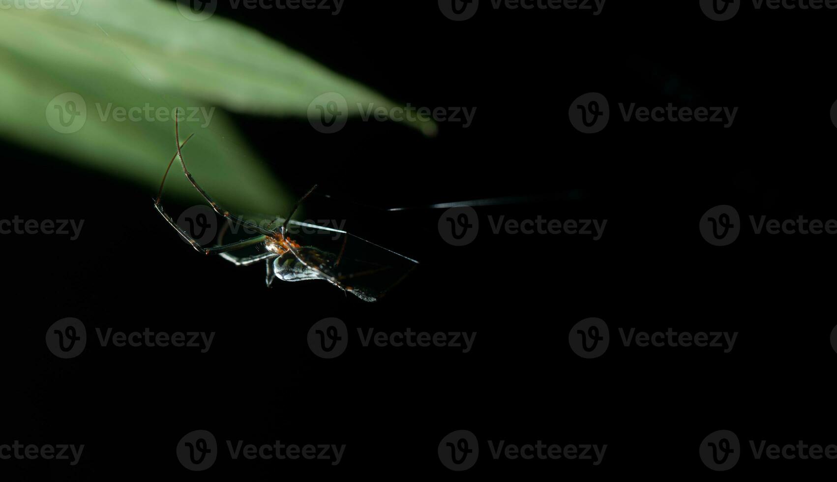 Spider on a leaf in the garden. Macro. Black background. photo