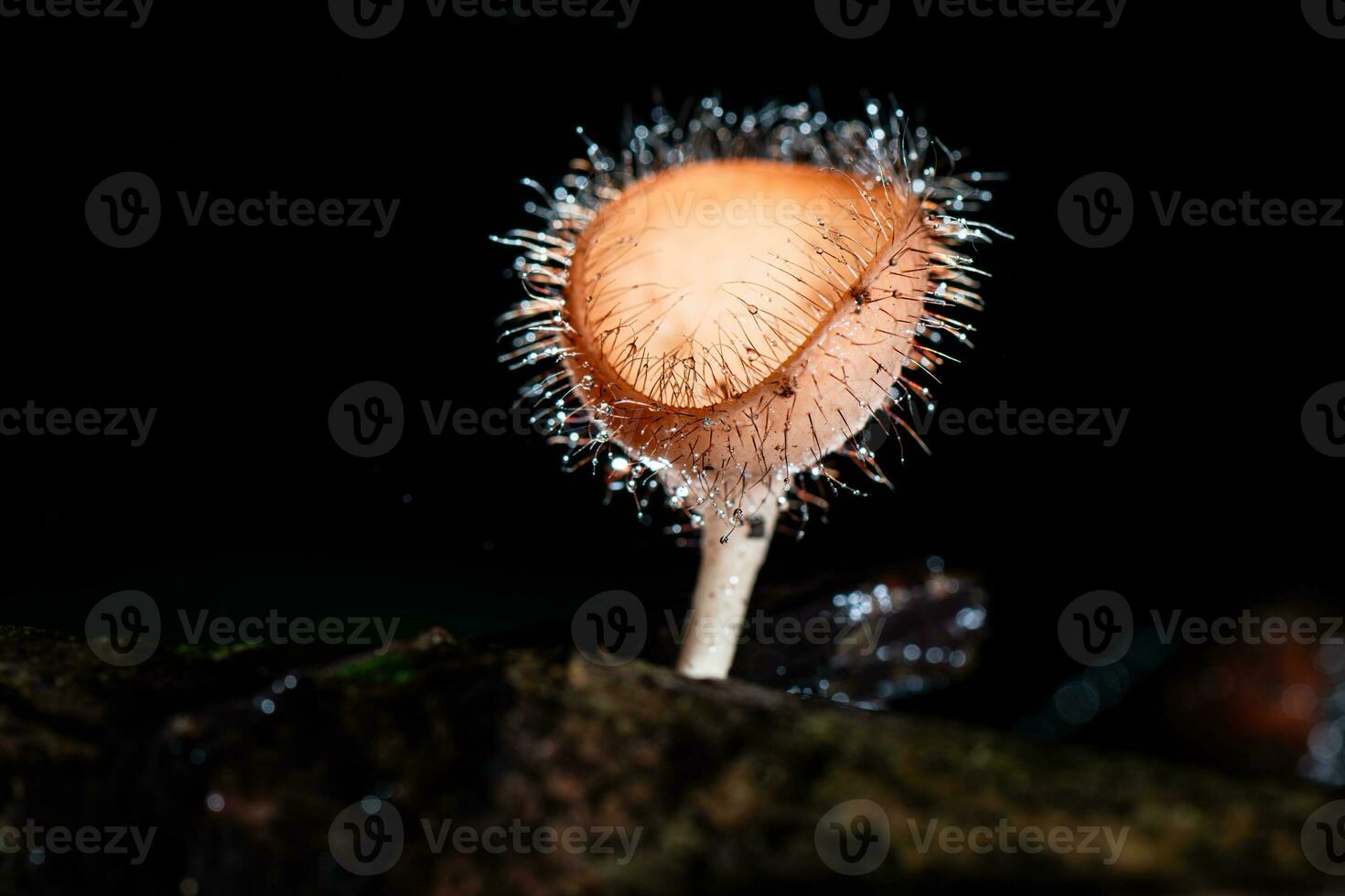 Hairy mushroom in rain forest at Saraburi Province, Thailand, photo