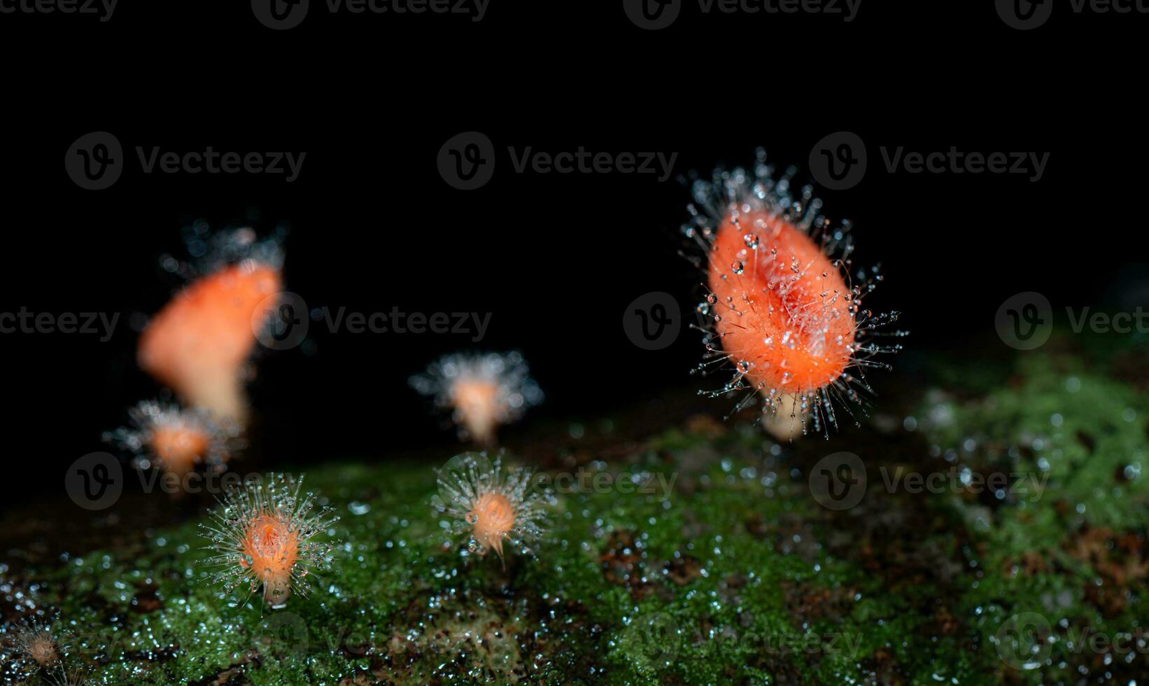 Hairy mushroom in rain forest at Saraburi Province, Thailand, photo