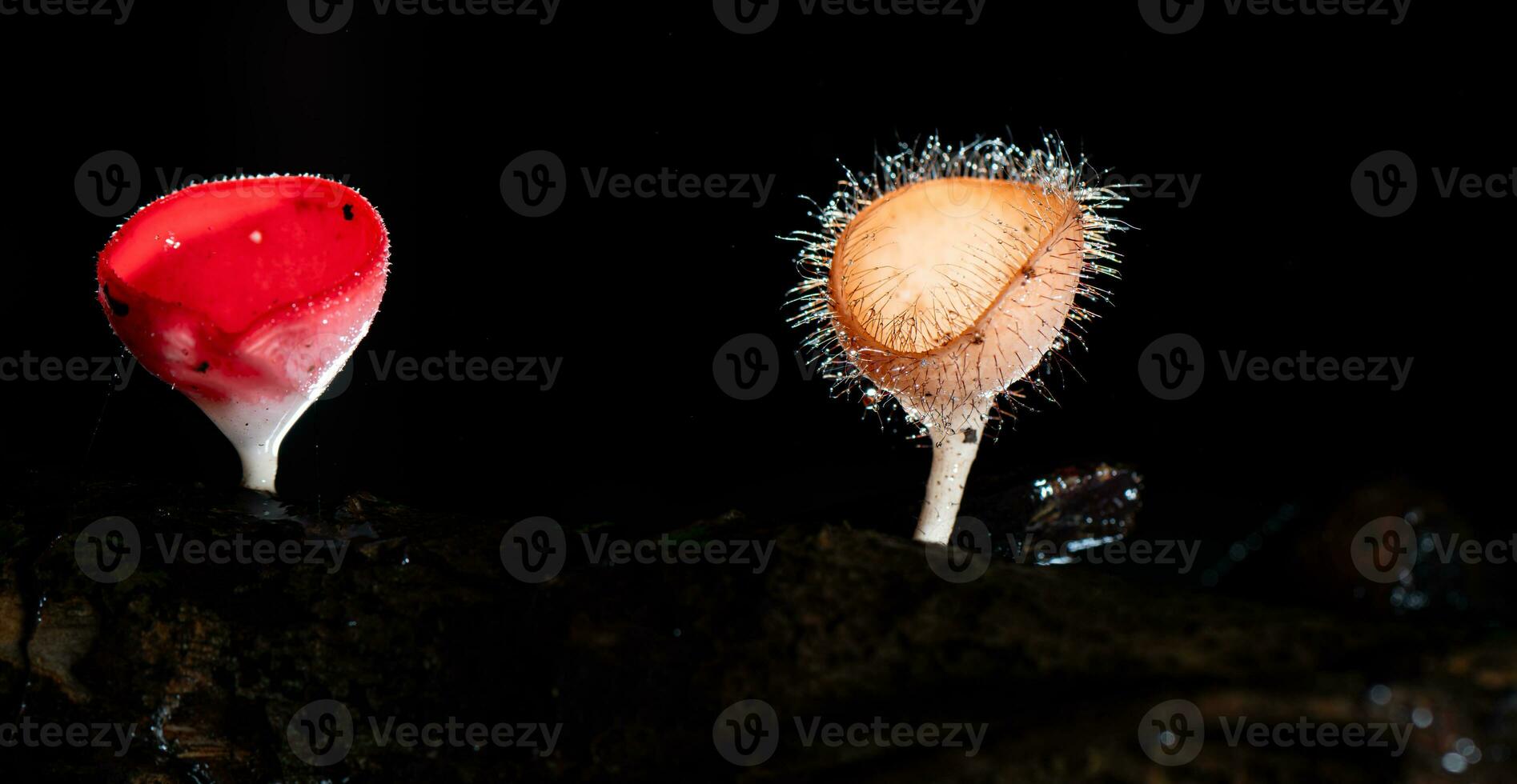 Champagne mushroom and hairy mushroom in rain forest at Saraburi Province, Thailand, photo