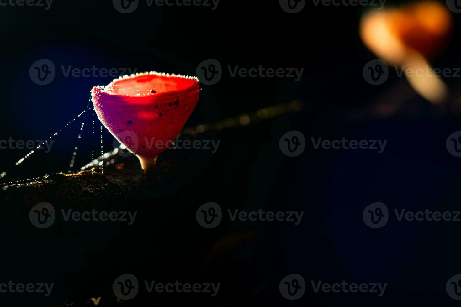 Champagne mushroom in rain forest at Saraburi Province, Thailand, photo