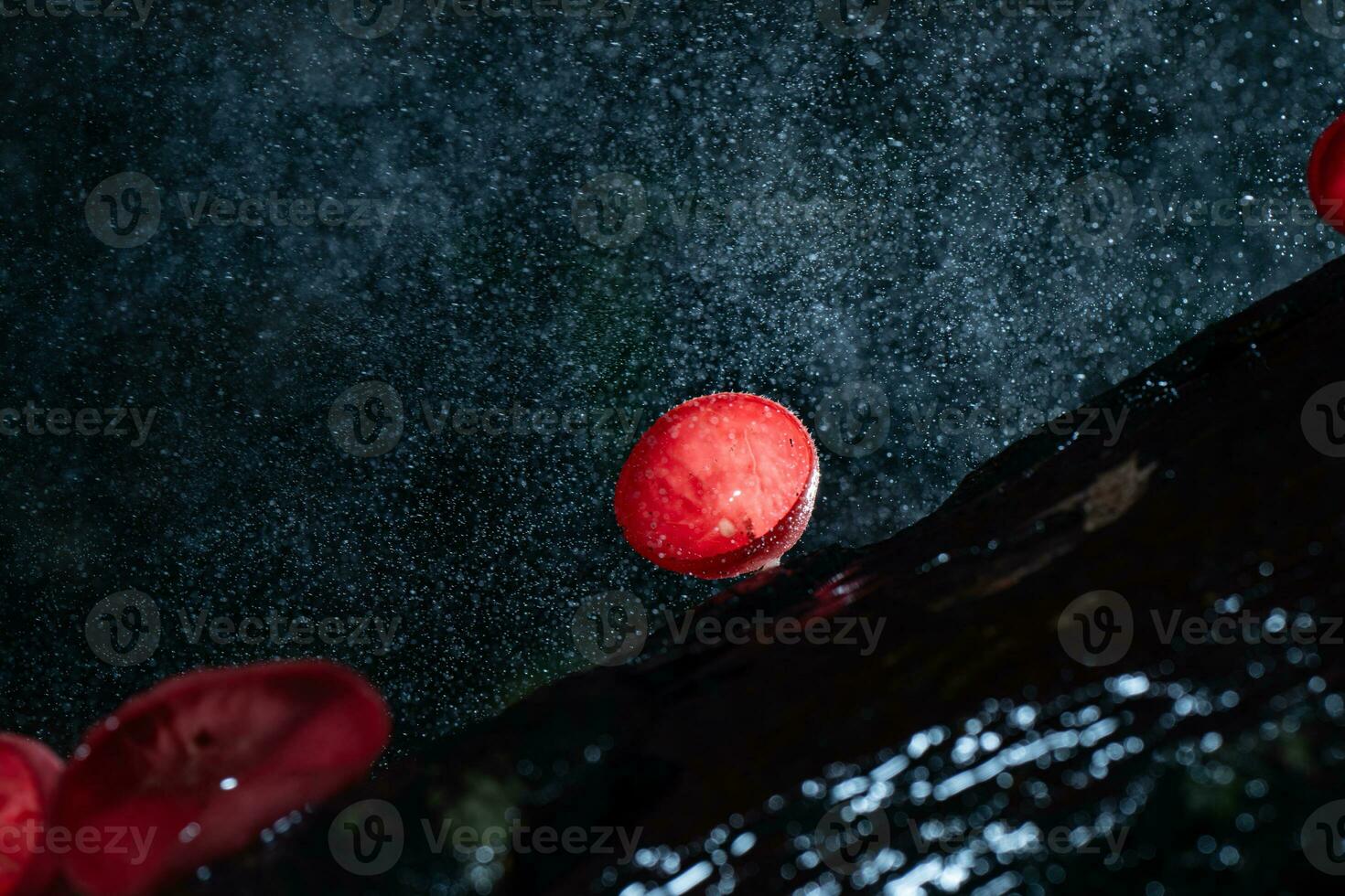 Champagne mushroom in rain forest at Saraburi Province, Thailand, photo