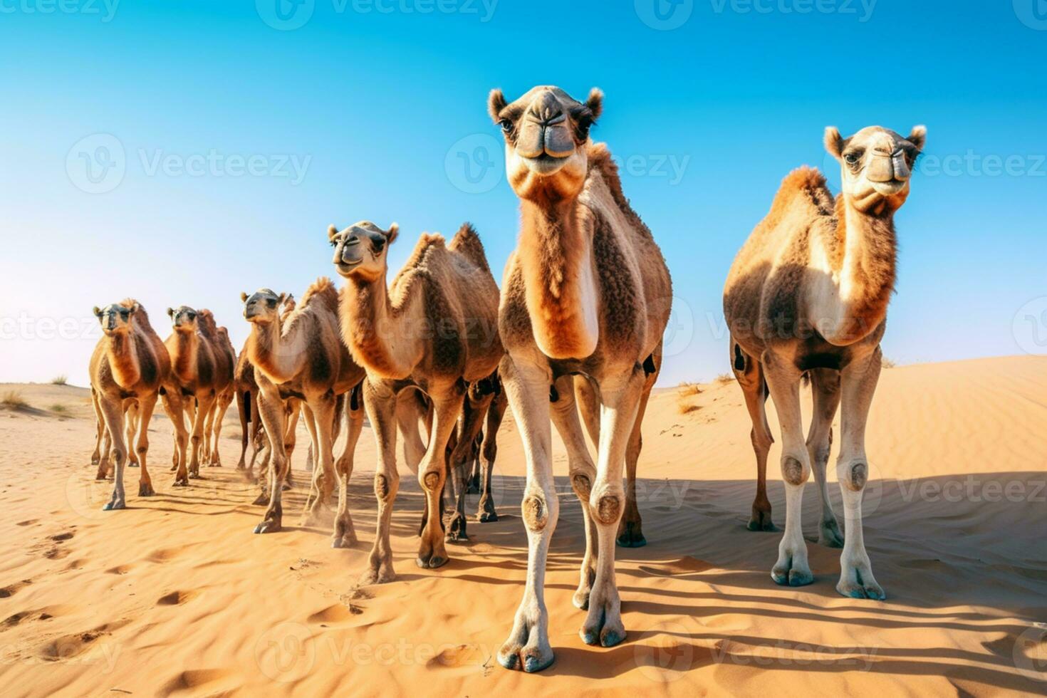 A group of camels walking on the deserts AI Generated photo