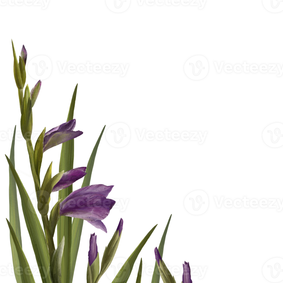 Watercolor gladioluses plant. Floral frame with violet flowers, buds and leaves Hand painted  illustration. Botanical design for wedding, invitations and greeting cards png