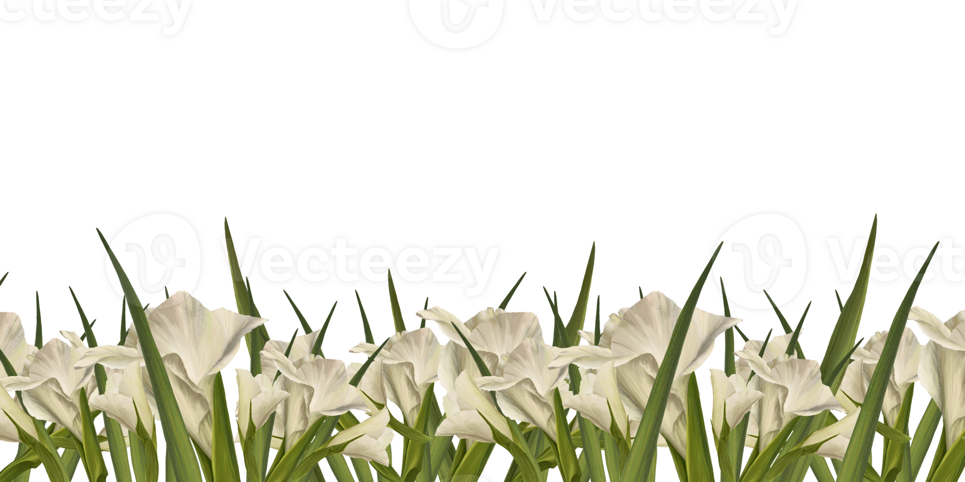 Watercolor gladioluses. Floral square banner with white flowers, buds and leaves Hand painted  illustration.  Botanical design for wedding, invitations and greeting cards png
