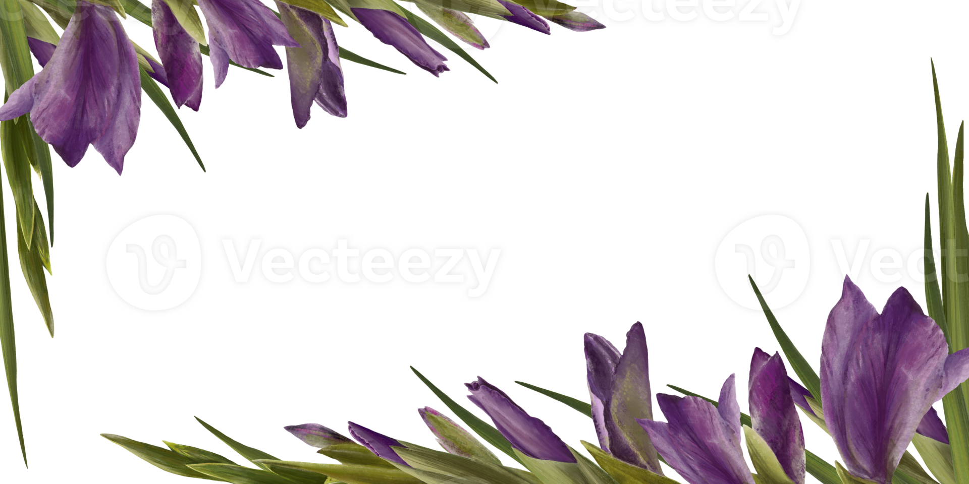 Watercolor gladioluses plant. Floral frame with violet flowers buds leaves Hand painted illustration png
