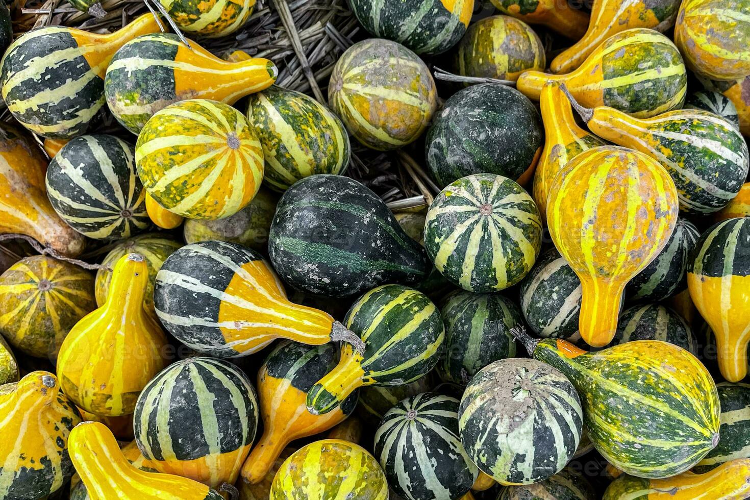 fresh pumpkin outdoor harvest different types and varieties of pumpkin food snack copy space food photo