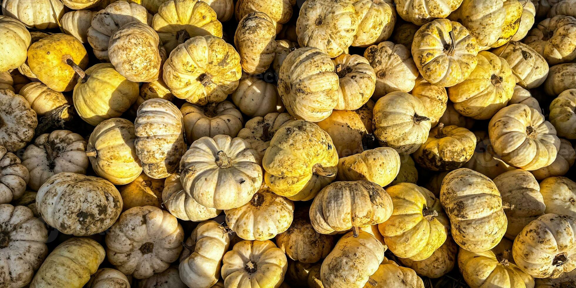 fresh pumpkin outdoor harvest different types and varieties of pumpkin food snack copy space food photo