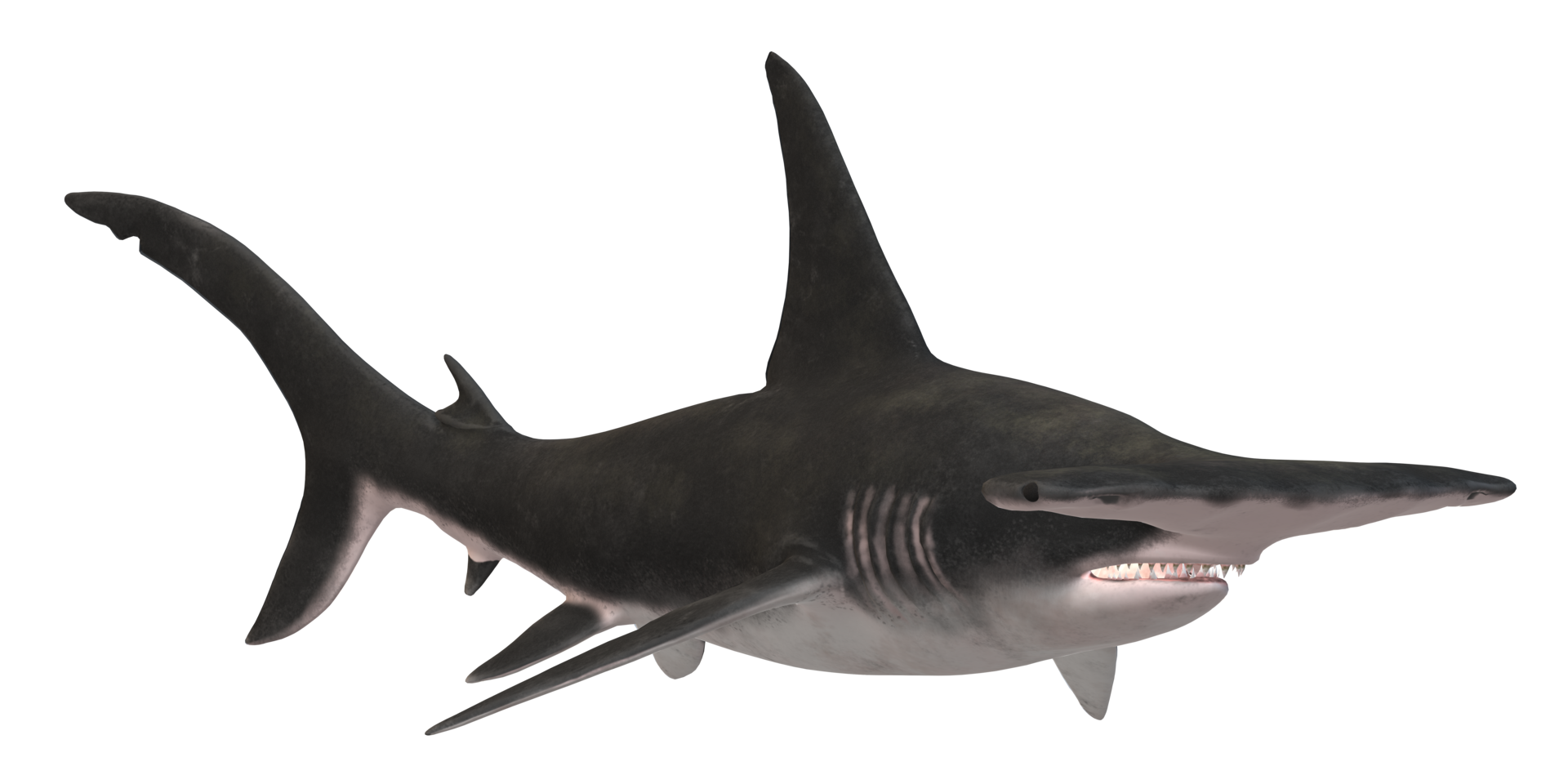 Hammerhead shark isolated on a Transparent Background png