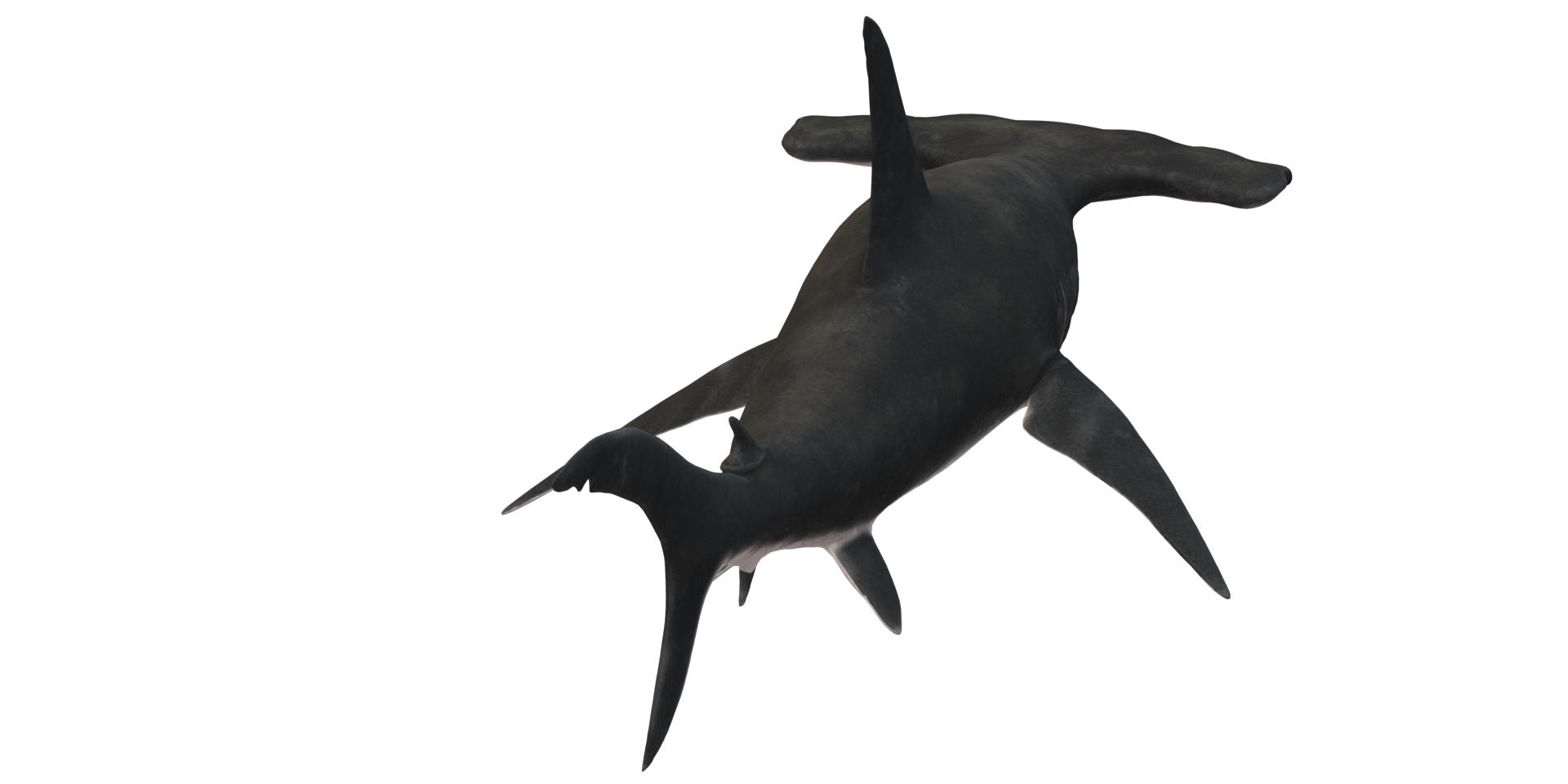 Hammerhead shark isolated on a Transparent Background png