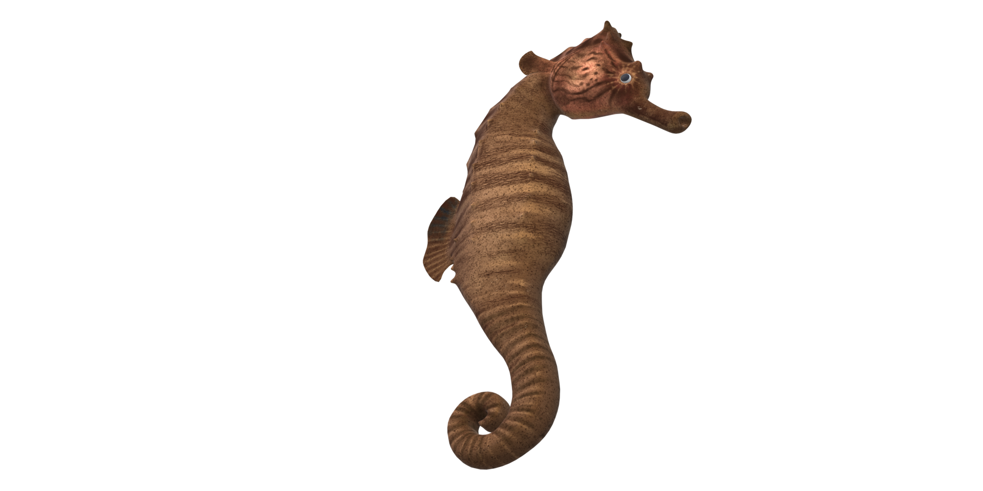 Sea horse isolated on a Transparent Background png