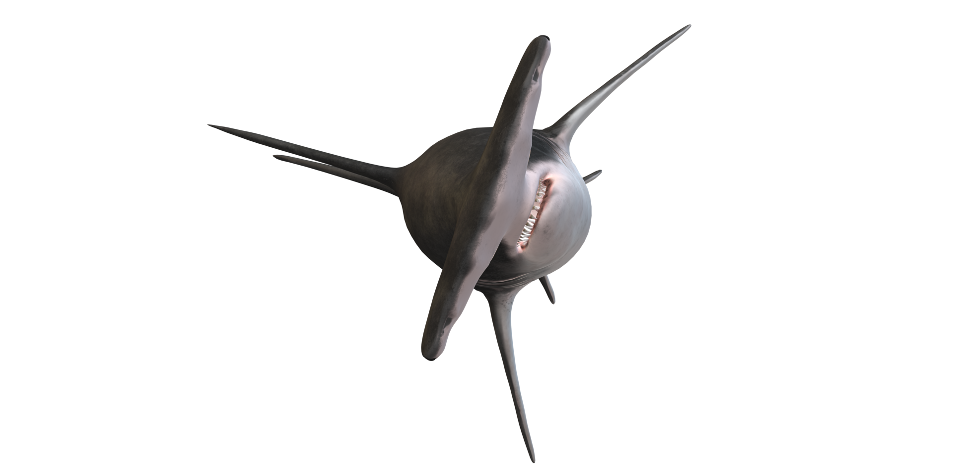 Hammerhead shark isolated on a Transparent Background png