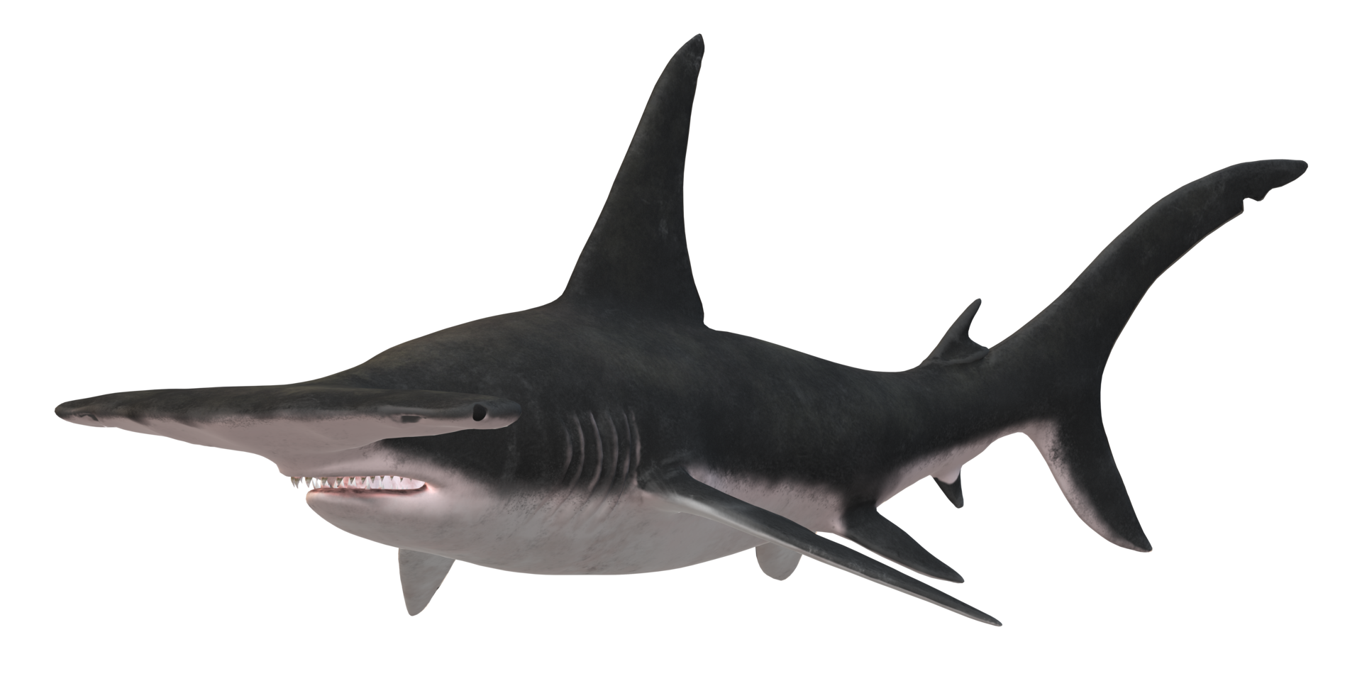 Hammerhead shark isolated on a Transparent Background png
