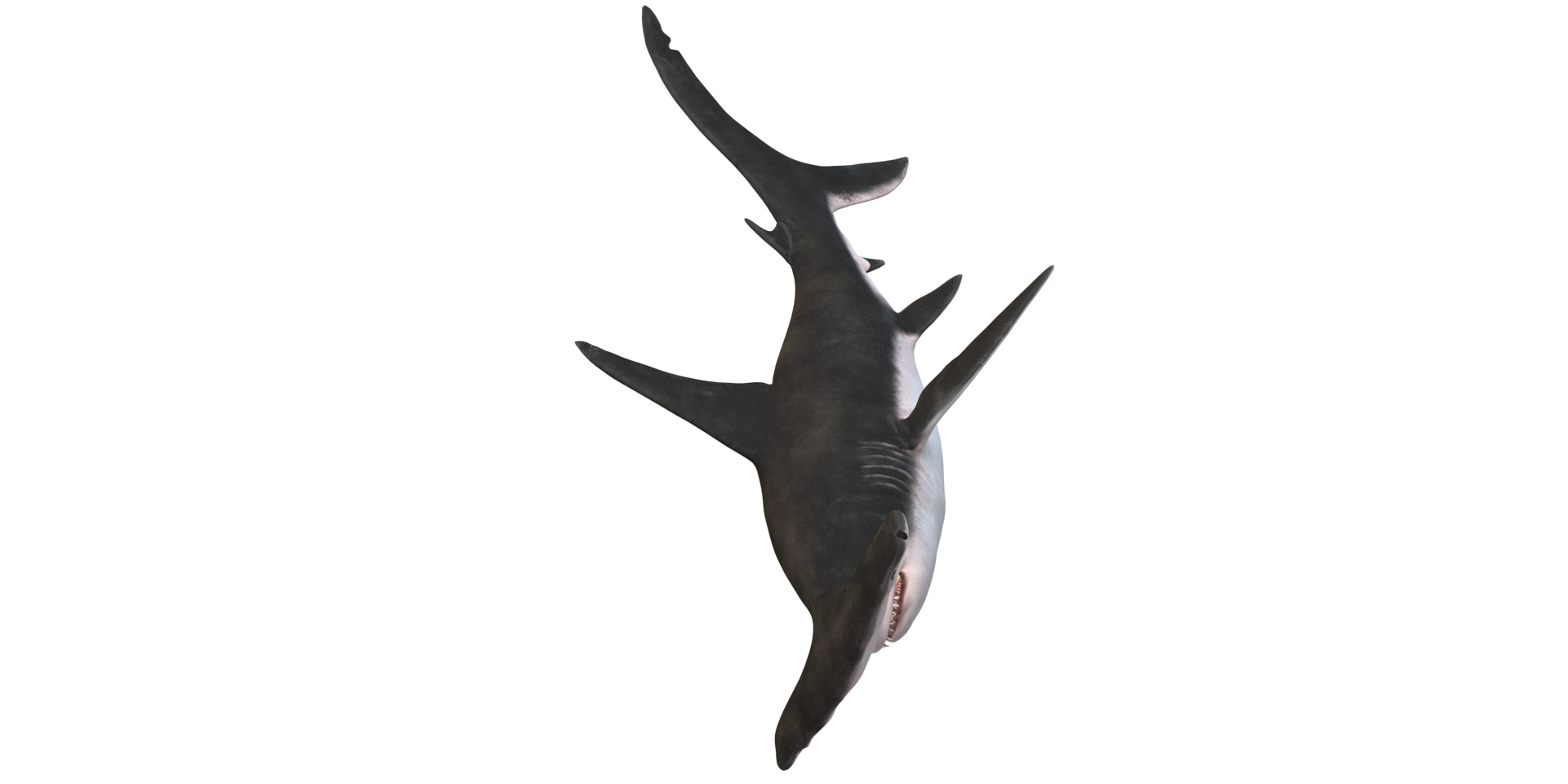hammarhaj haj isolerat på en transparent bakgrund png