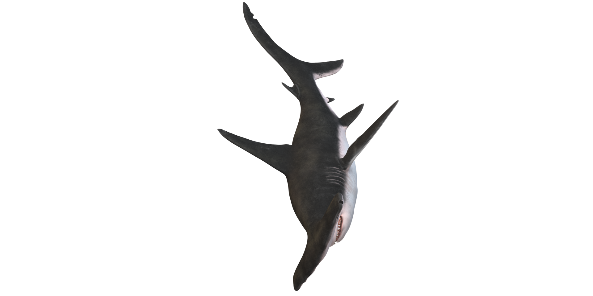 Hammerhead shark isolated on a Transparent Background png