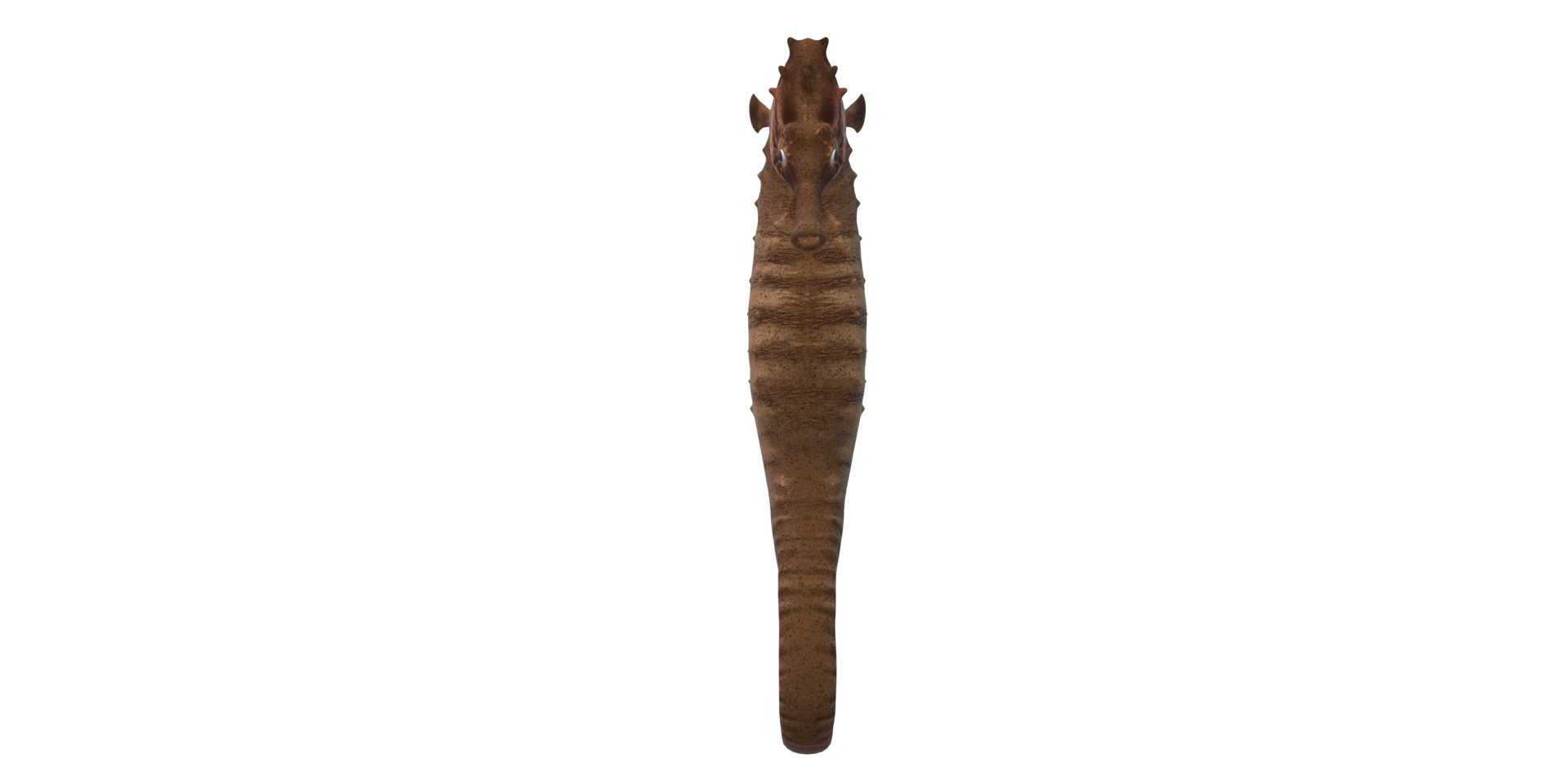 Sea horse isolated on a Transparent Background png