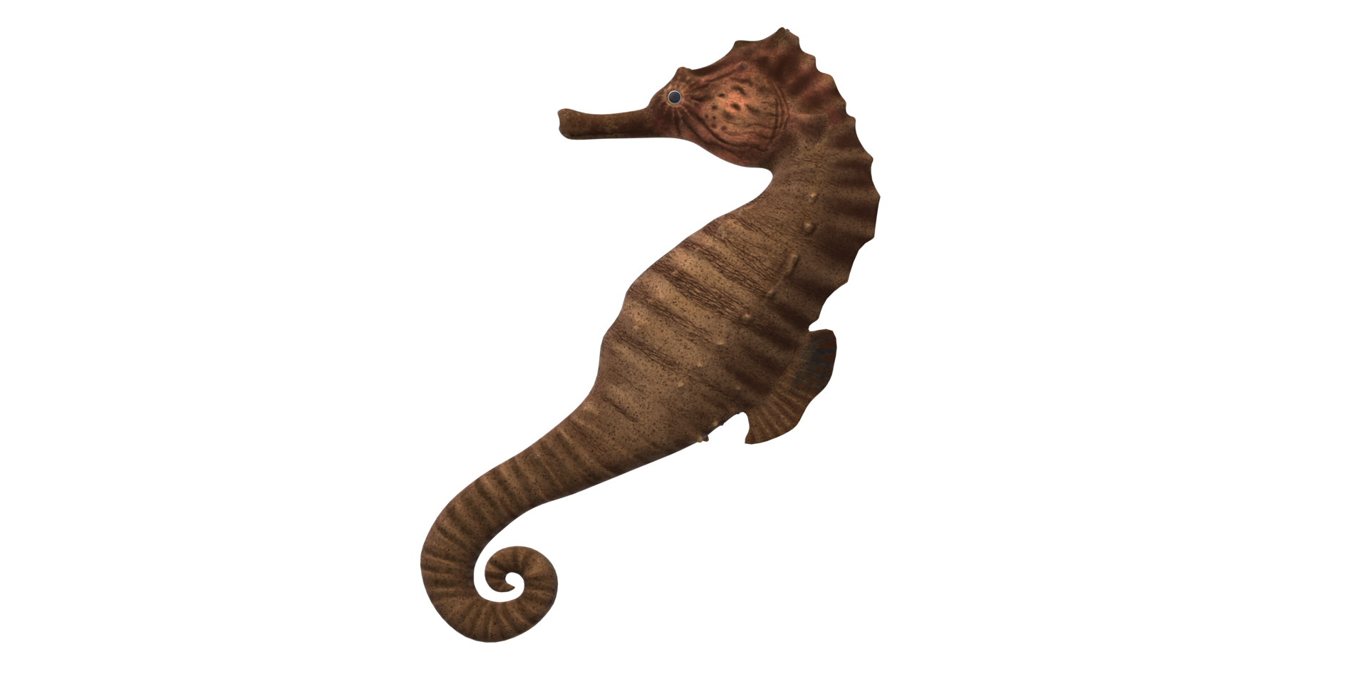 Sea horse isolated on a Transparent Background png
