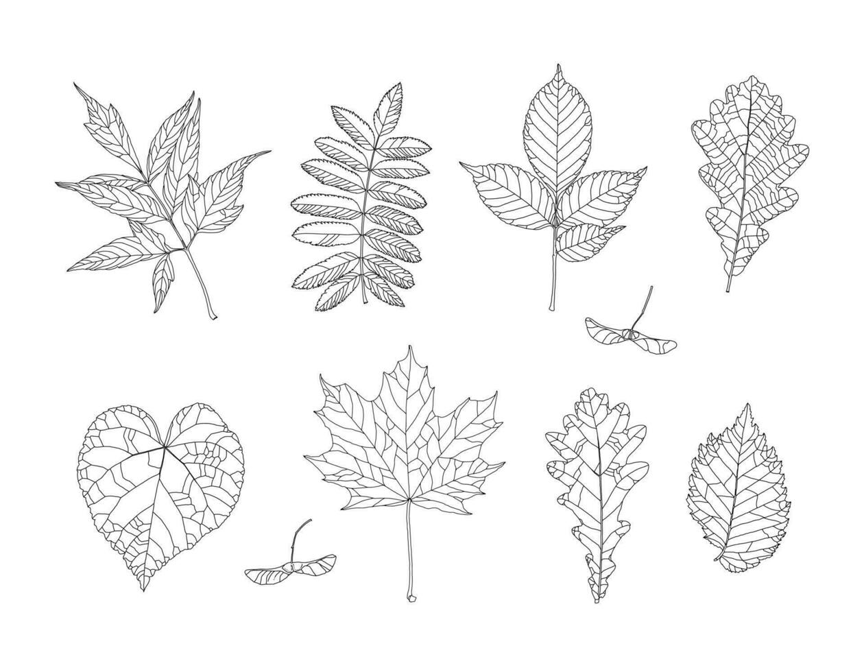 Autumn drawing leaves set. Isolated objects. Hand drawn illustrations - maple, maple seeds, ash leaved maple, rowan, ash, oak, linden, elm. Fall seasonal decor. Elements for design in line art style vector