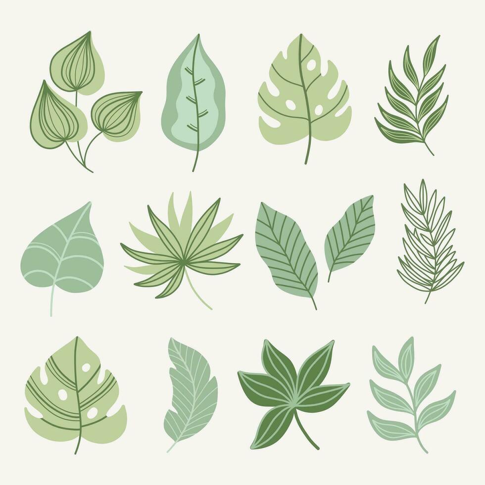 Modern tropical leaves set. Monstera ,palm,bananas leaves vector