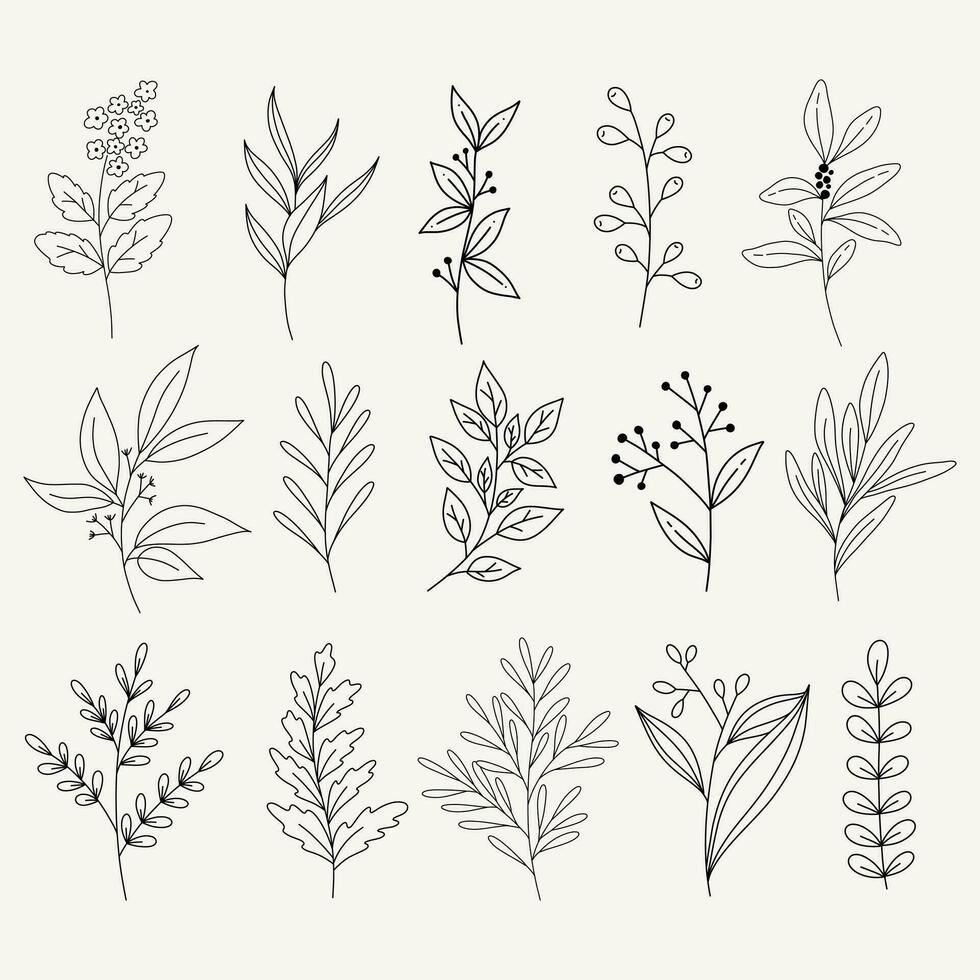 Set of modern floral line art elements.Hand draw botanical. vector