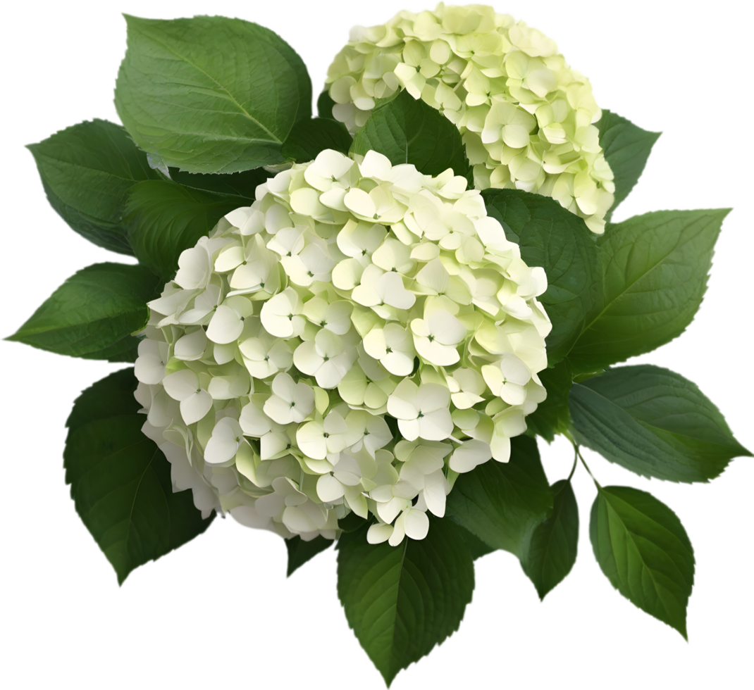 Close-up of beautiful colorful Hydrangeas with leaves. AI Generated. png
