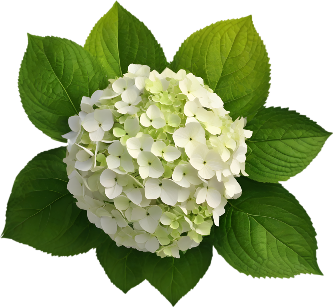 Close-up of beautiful colorful Hydrangeas with leaves. AI Generated. png