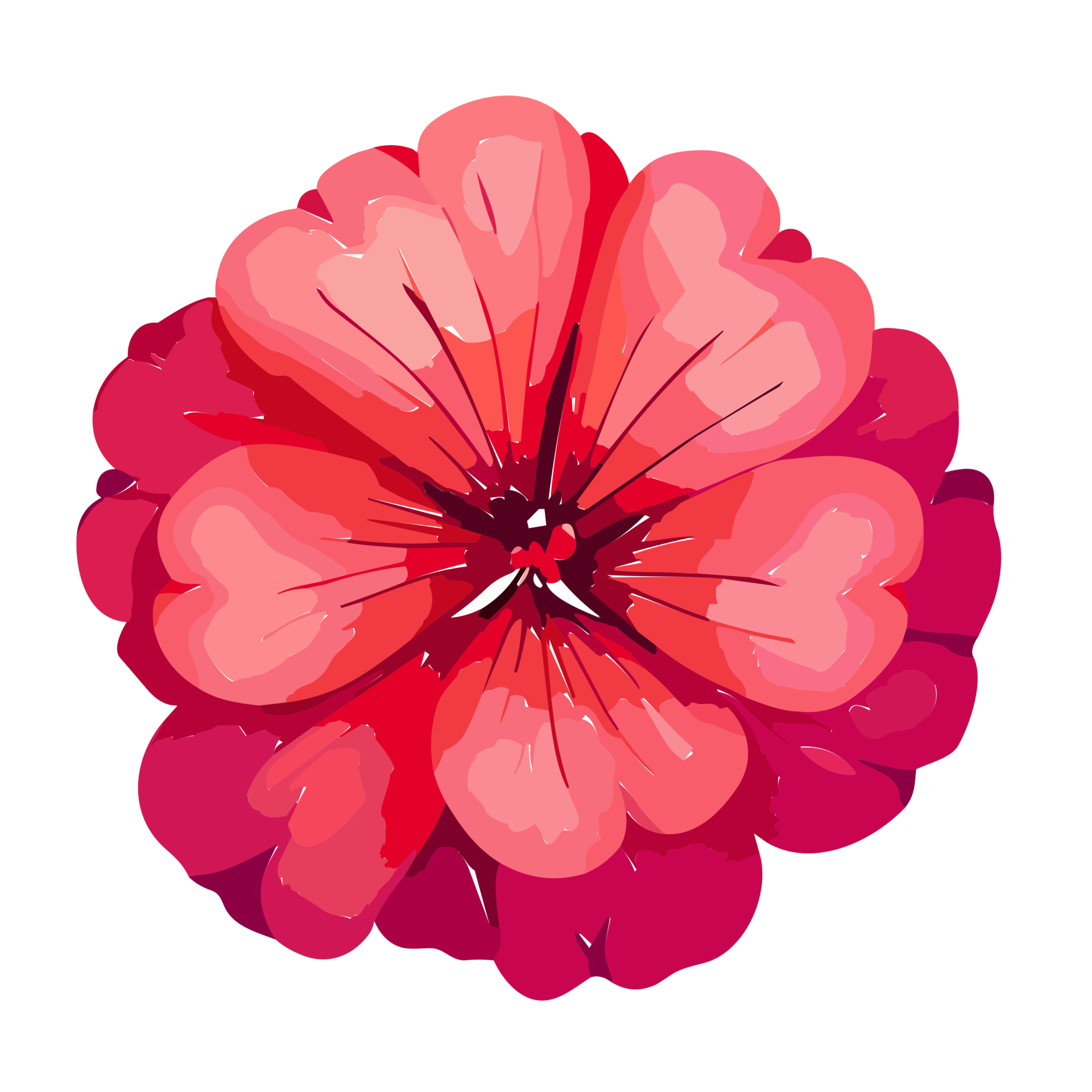 Geranium flower, illustration of a geranium flower isolated on