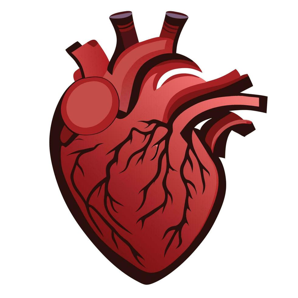 Example of the human heart Medical learning media vector