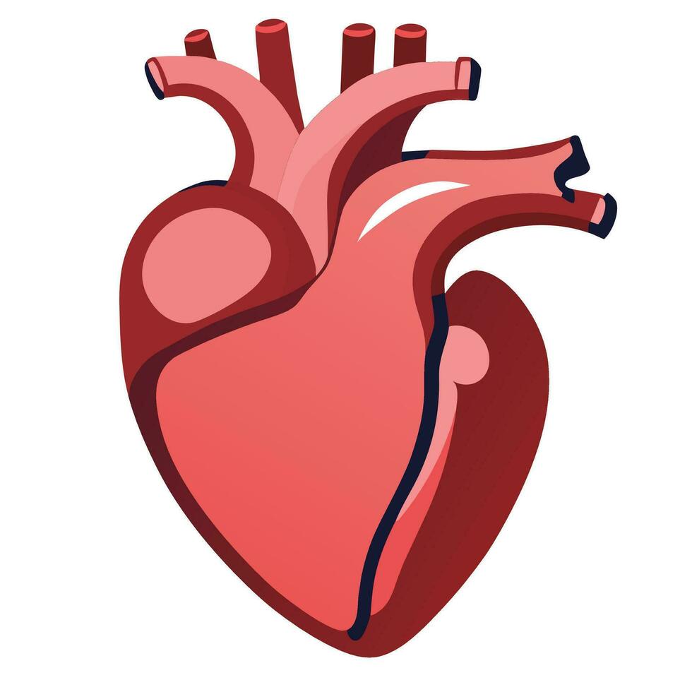 Example of the human heart Medical learning media vector