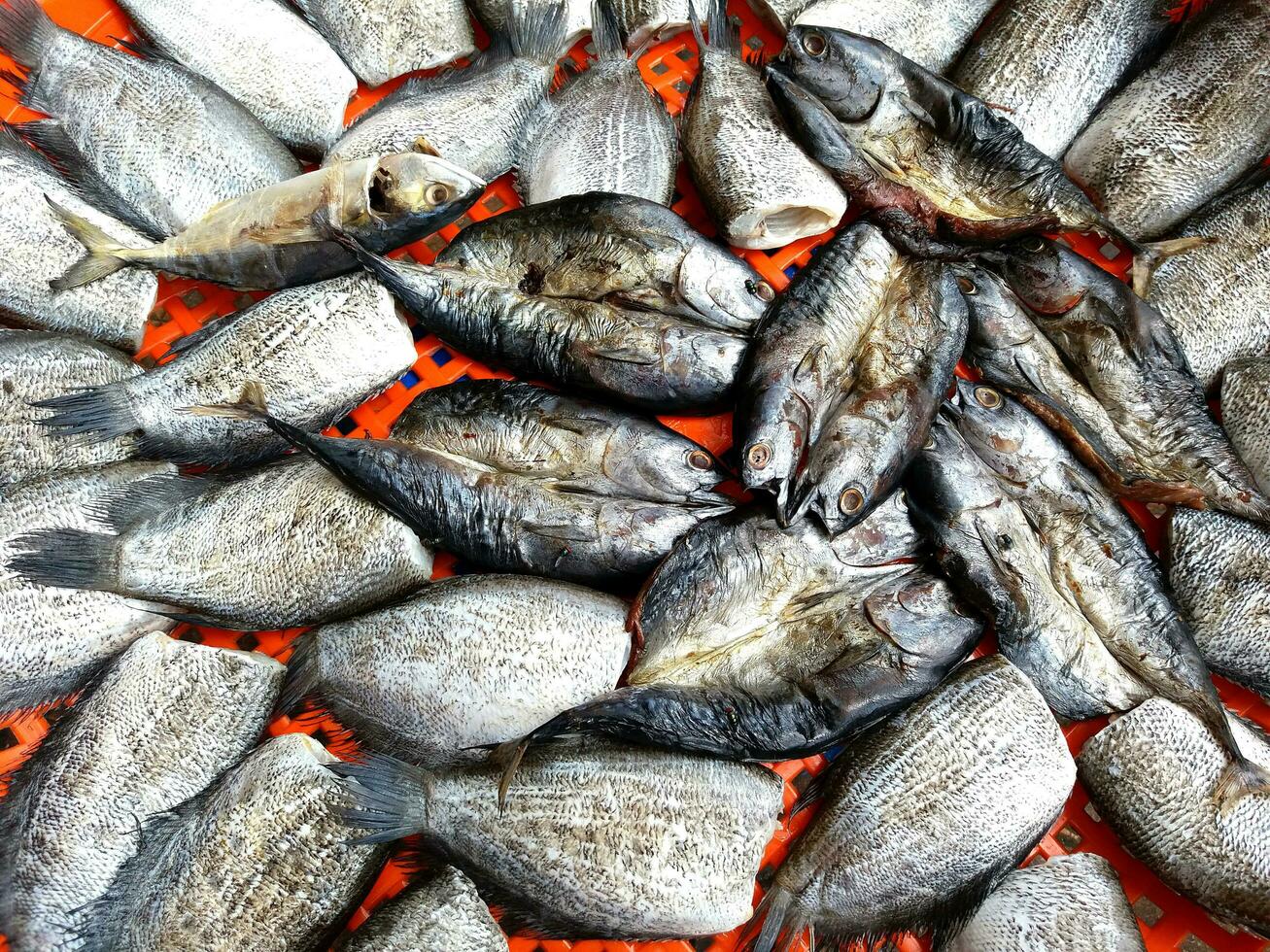 Close up many mackerel, Saba fish and Trichogaster pectoralis on red plastic net at street food market. Many fly swarm on dried fish. photo