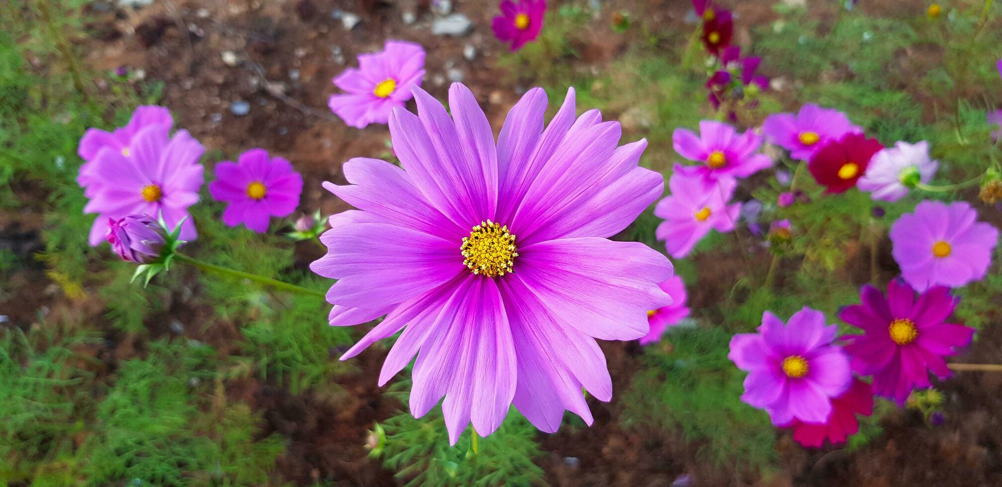 Purple or violet cosmos flowers blooming in floral garden with green leaves background. Beauty in nature and Plant concept. The scientific of flower name is Cosmos Bipinnatus. Close up flora and Macro photo