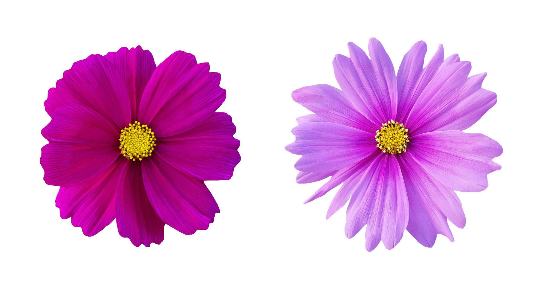 Dark and light purple cosmos flower set isolated on white background with clipping path or make selection. The scientific of flower name is Cosmos Bipinnatus. Close up floral blooming and Macro photo