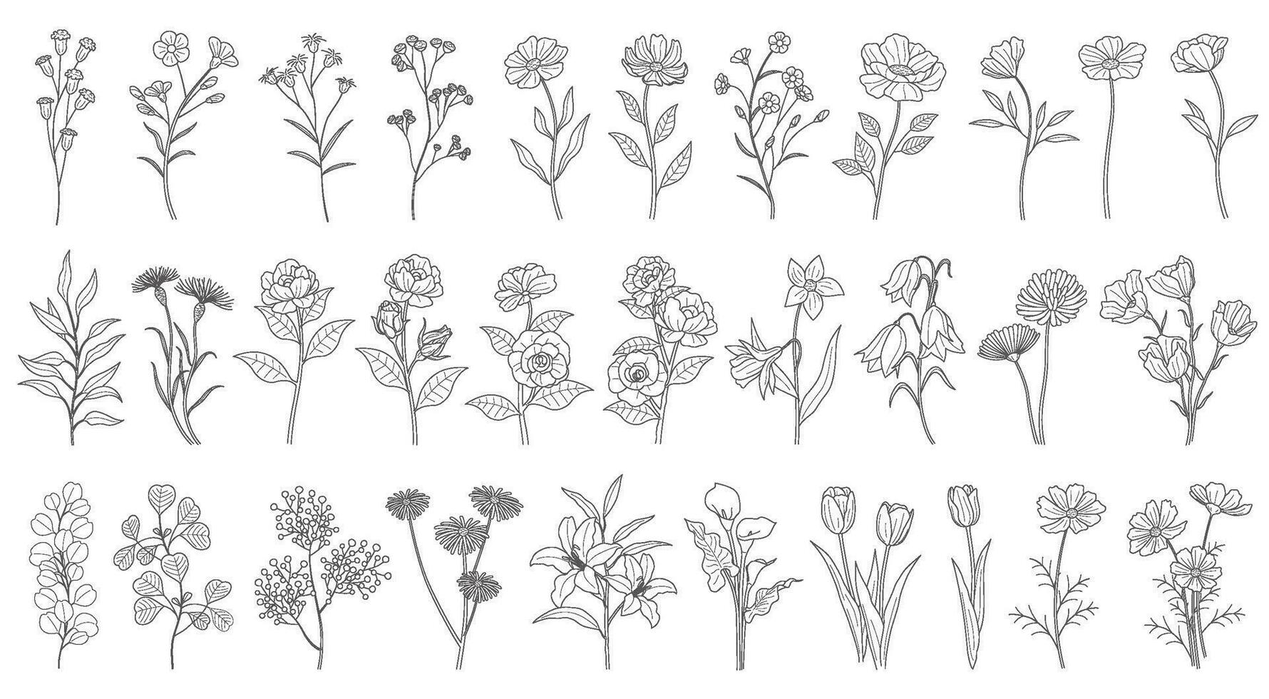 Vector Floral Drawing Set Isolated On A White Background.