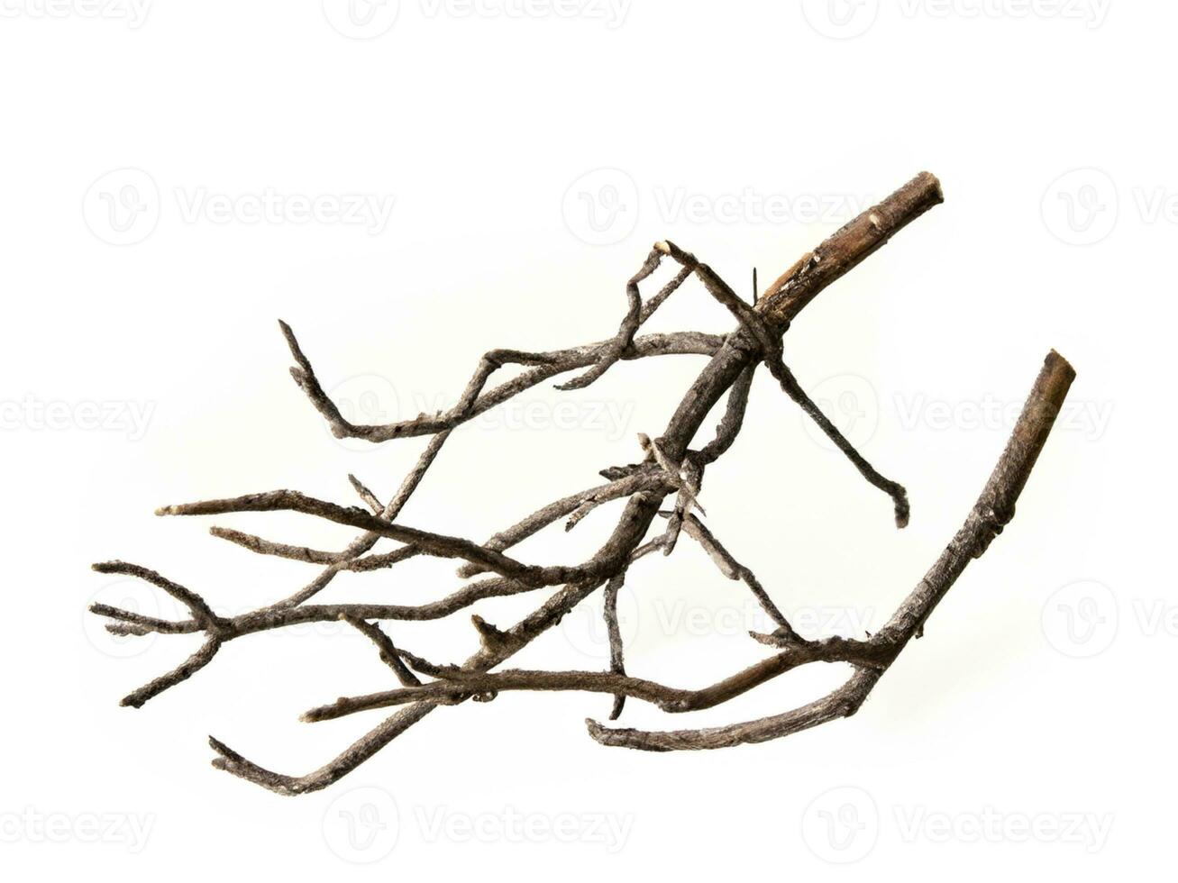 wooden deer in the shape of tree branch, isolated on white background photo