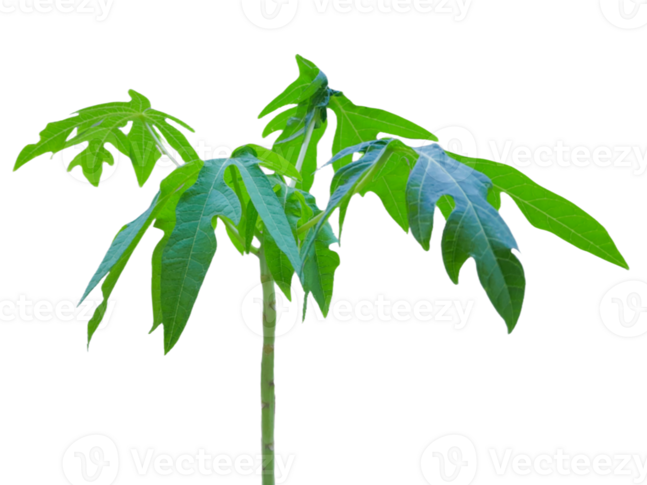young papaya tree a nature concept. png