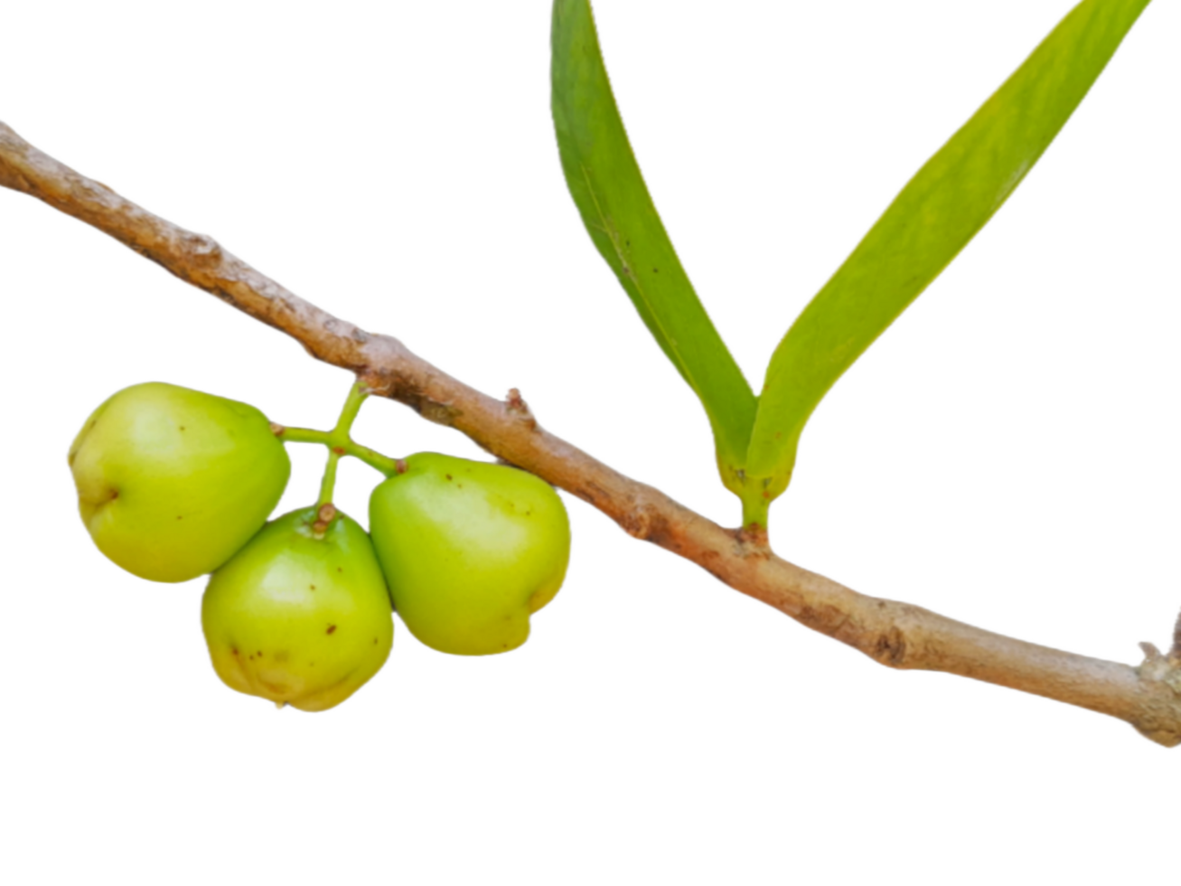 planta en el ollas aislado en transparente antecedentes png