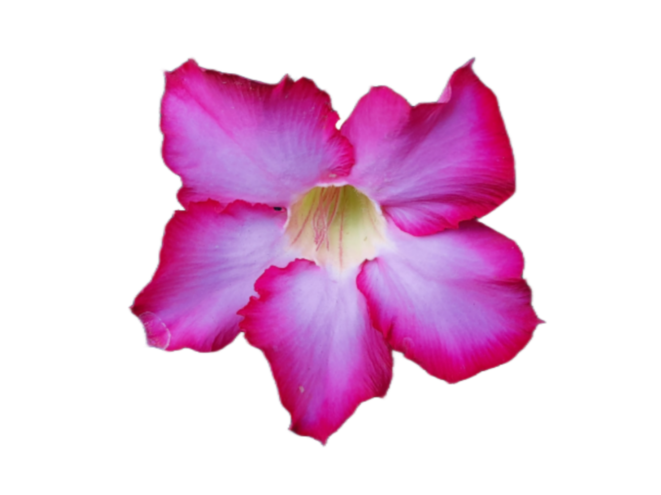 purple-hibiscus-flower-31629668-png