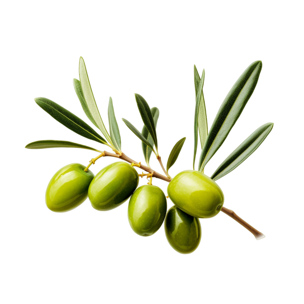 Olive tree branch, green olives, and leaves png ai generative 31645327 PNG