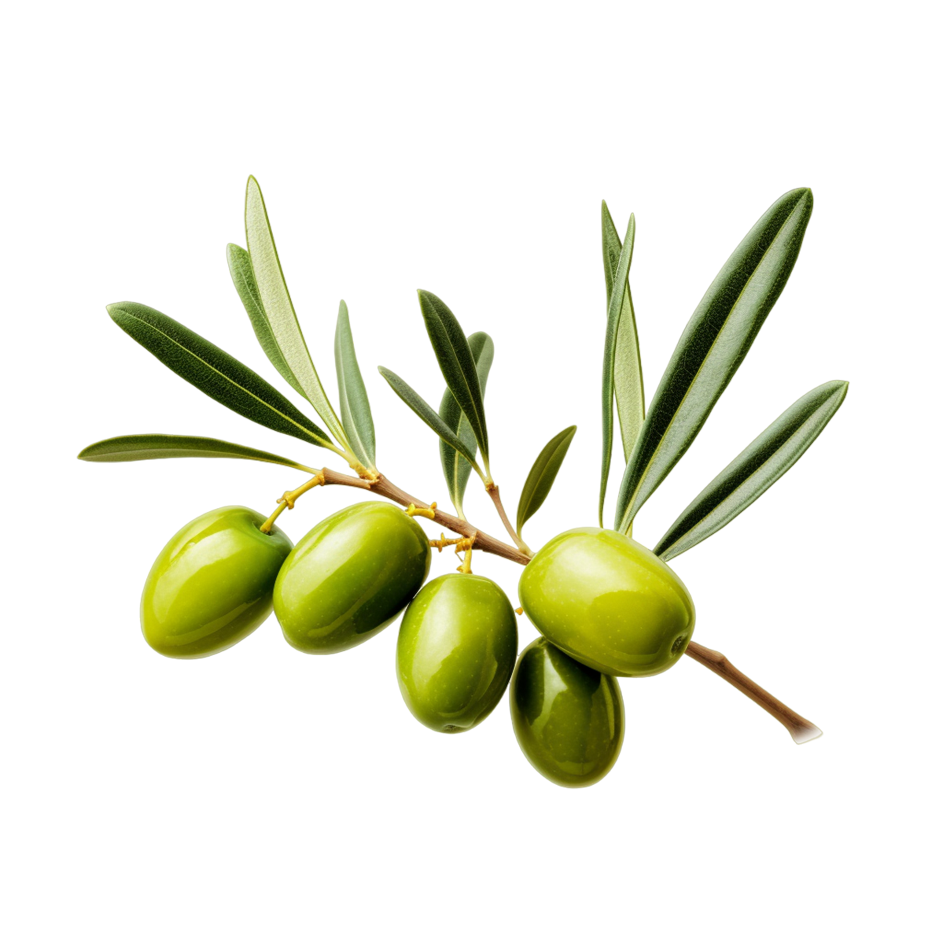 Olive tree branch, green olives, and leaves png ai generative 31645327 PNG