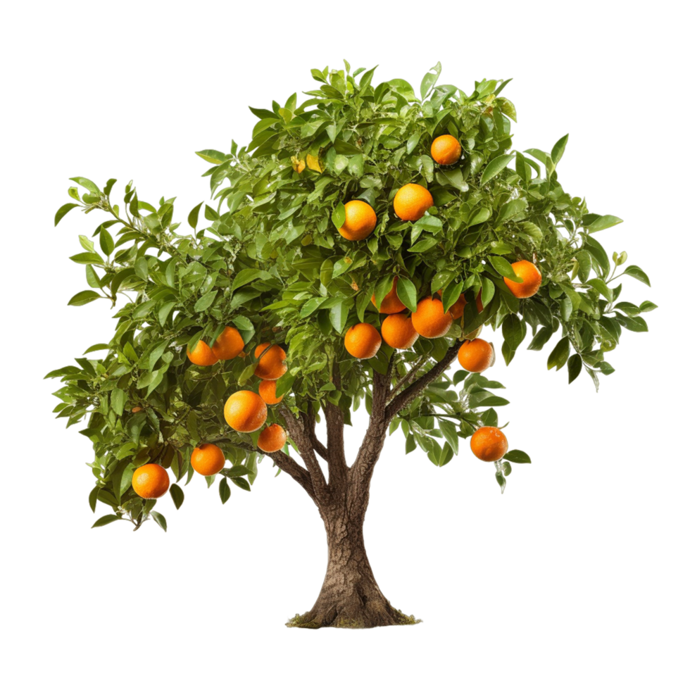 Orange tree png ai generative 31647561 PNG