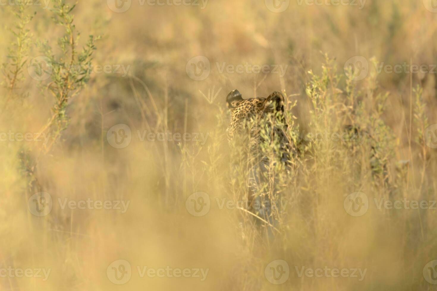 A hidden leopard. photo