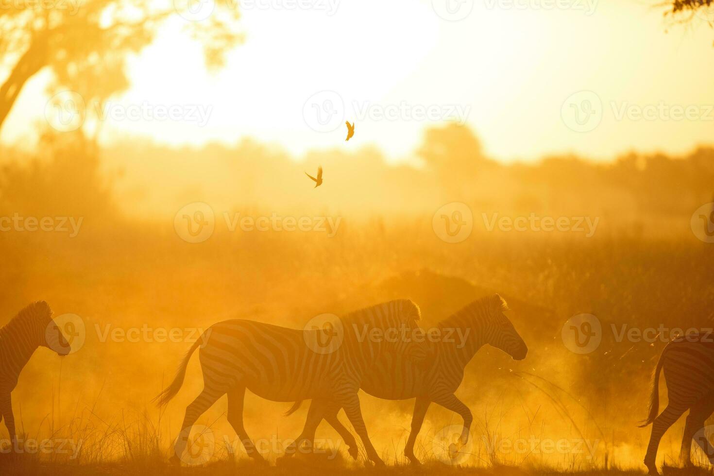 Zebra in a dusty sunset. photo