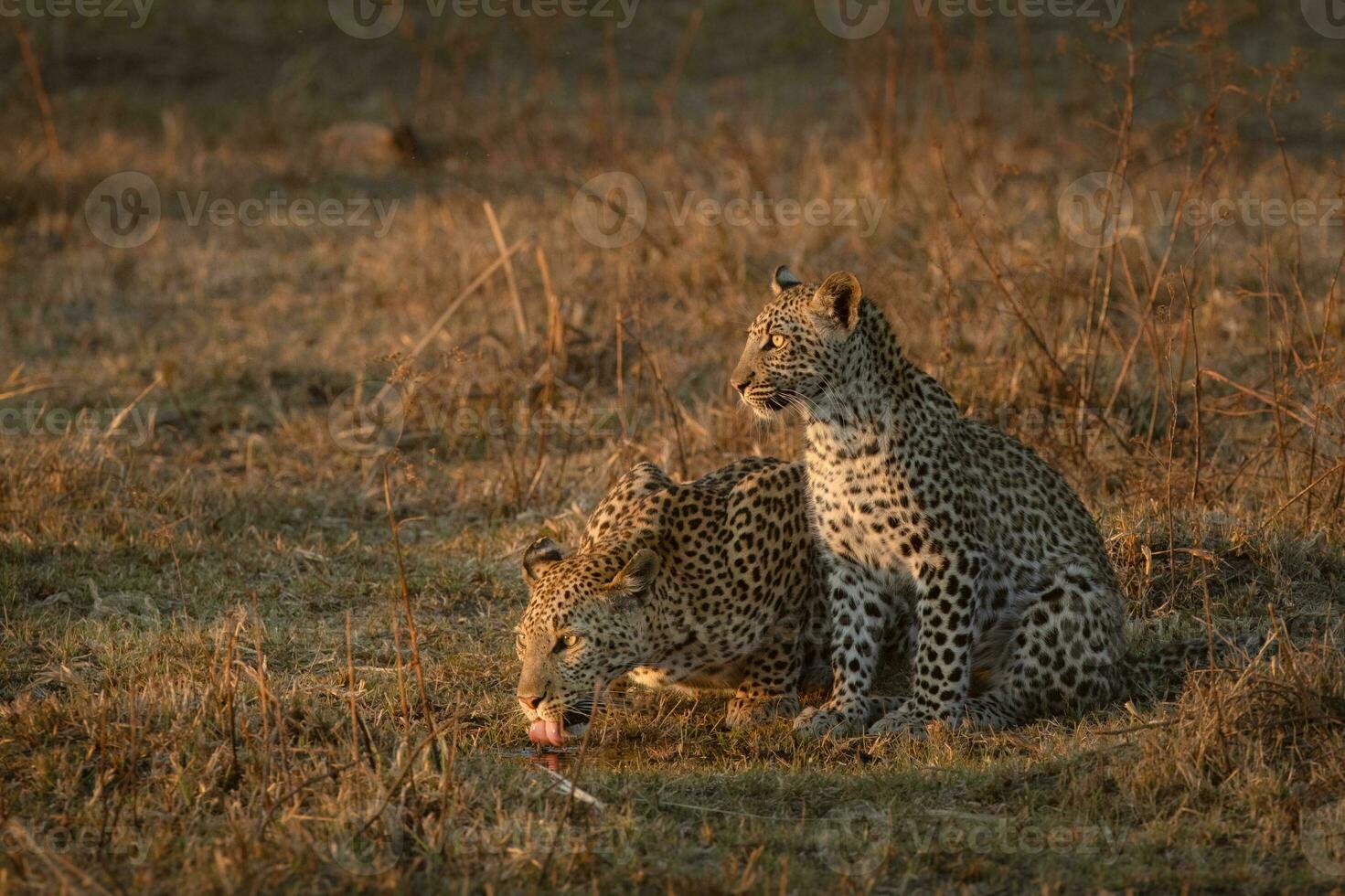 Leopard mother and cub drinking water. photo