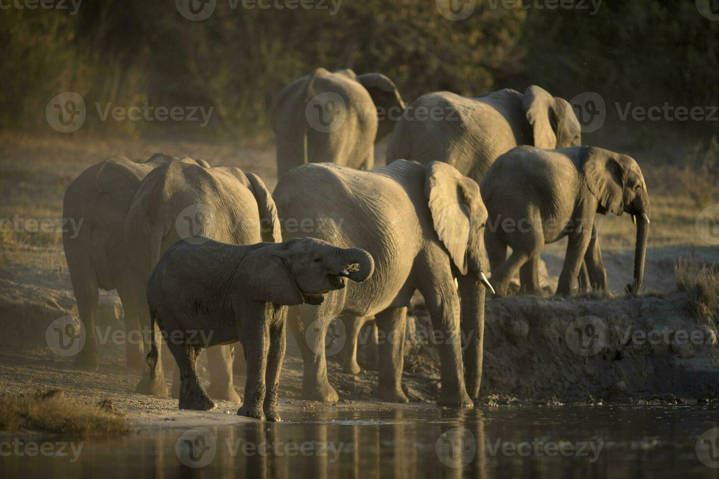 An elephant herd drinking in golden afternoon light. photo