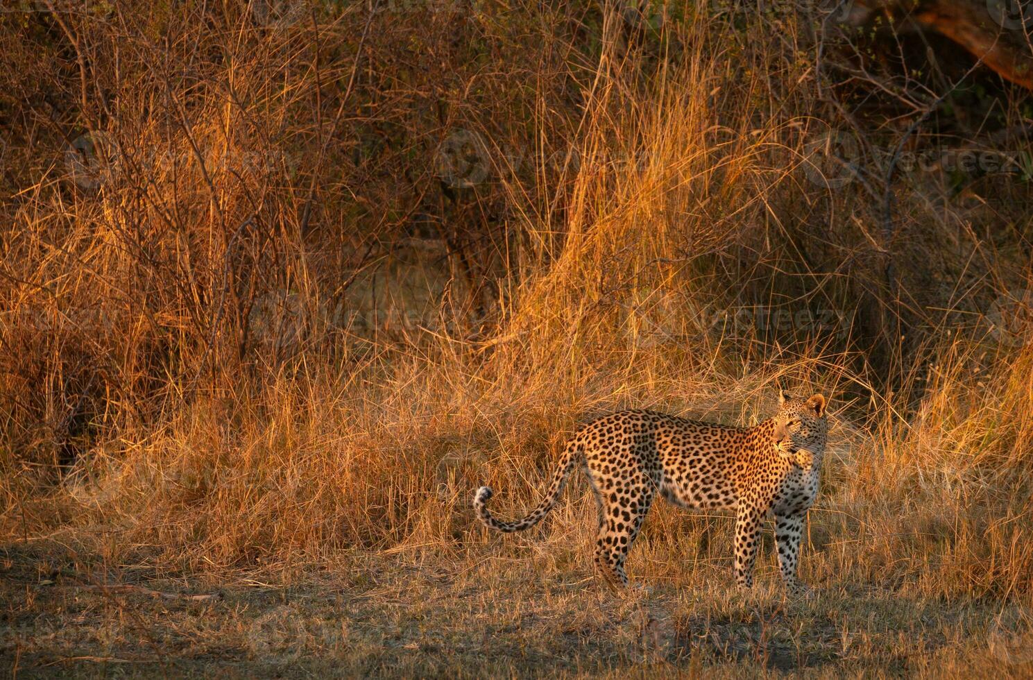 A leopard in fading light. photo