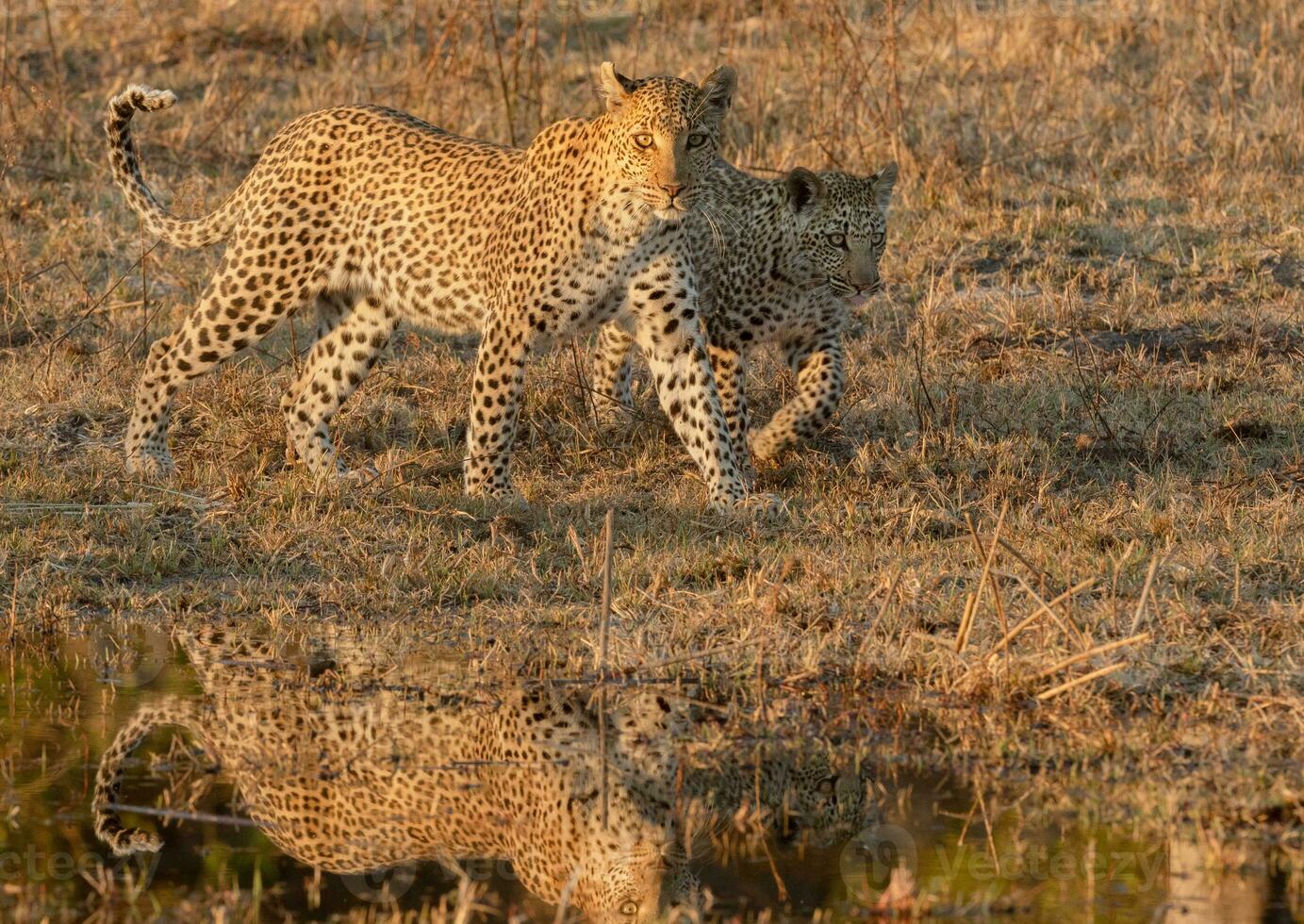 A leopard and her cub in the Okavango Delta. photo