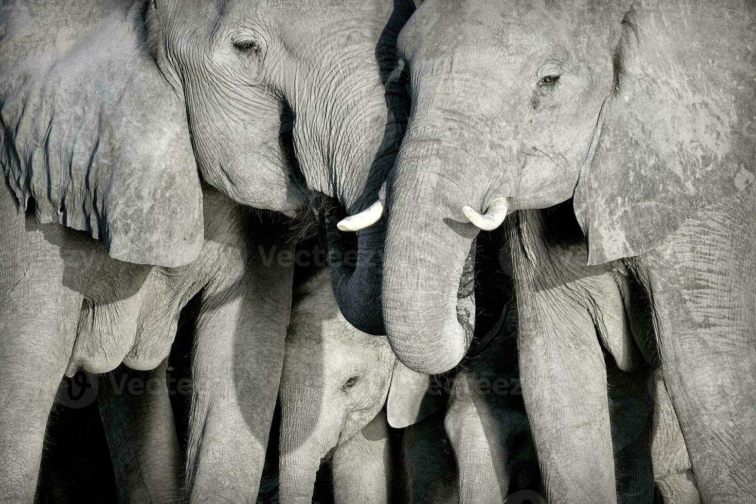 A family herd of African Elephants together photo