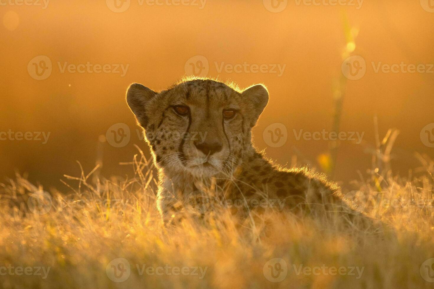 A cheetah resting on a mound. photo